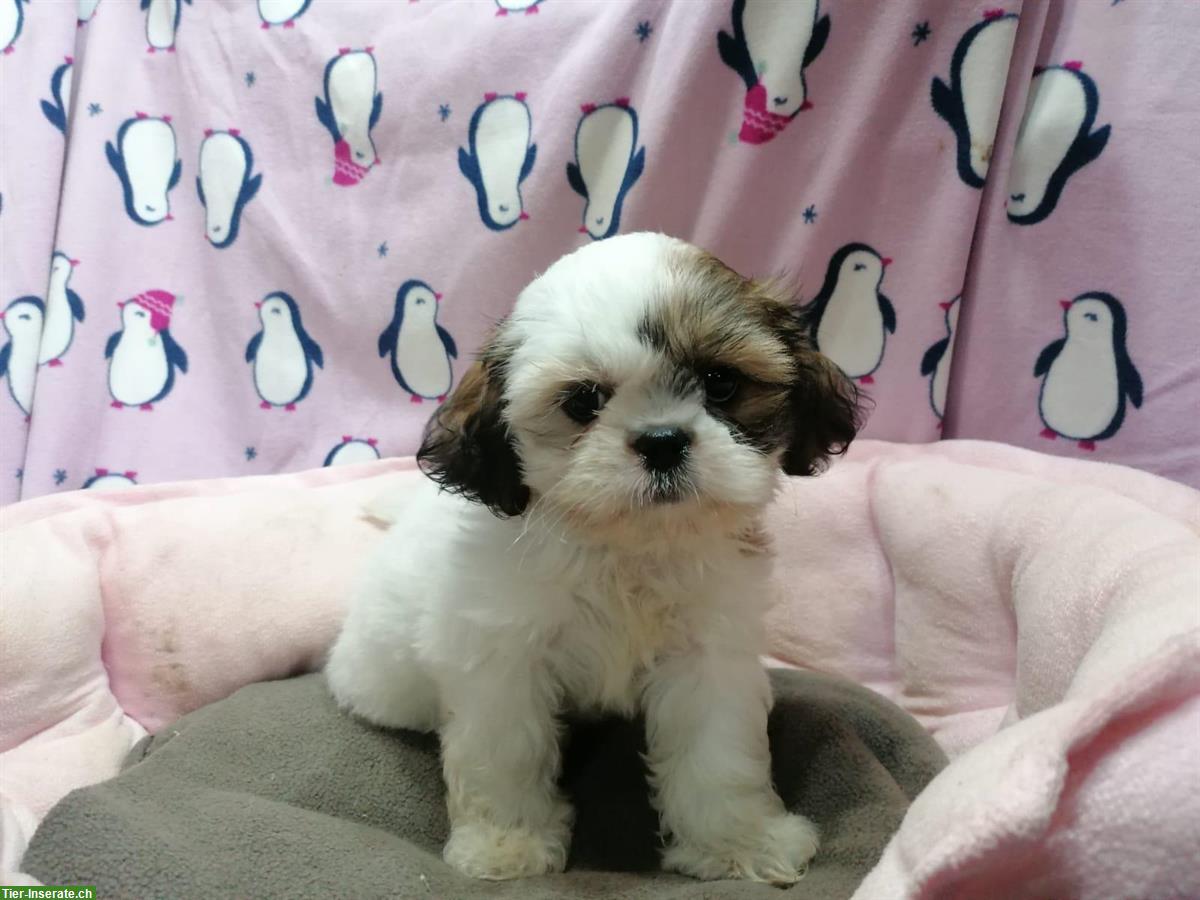 Shih Tzu Welpen aus Familienzucht in Italien