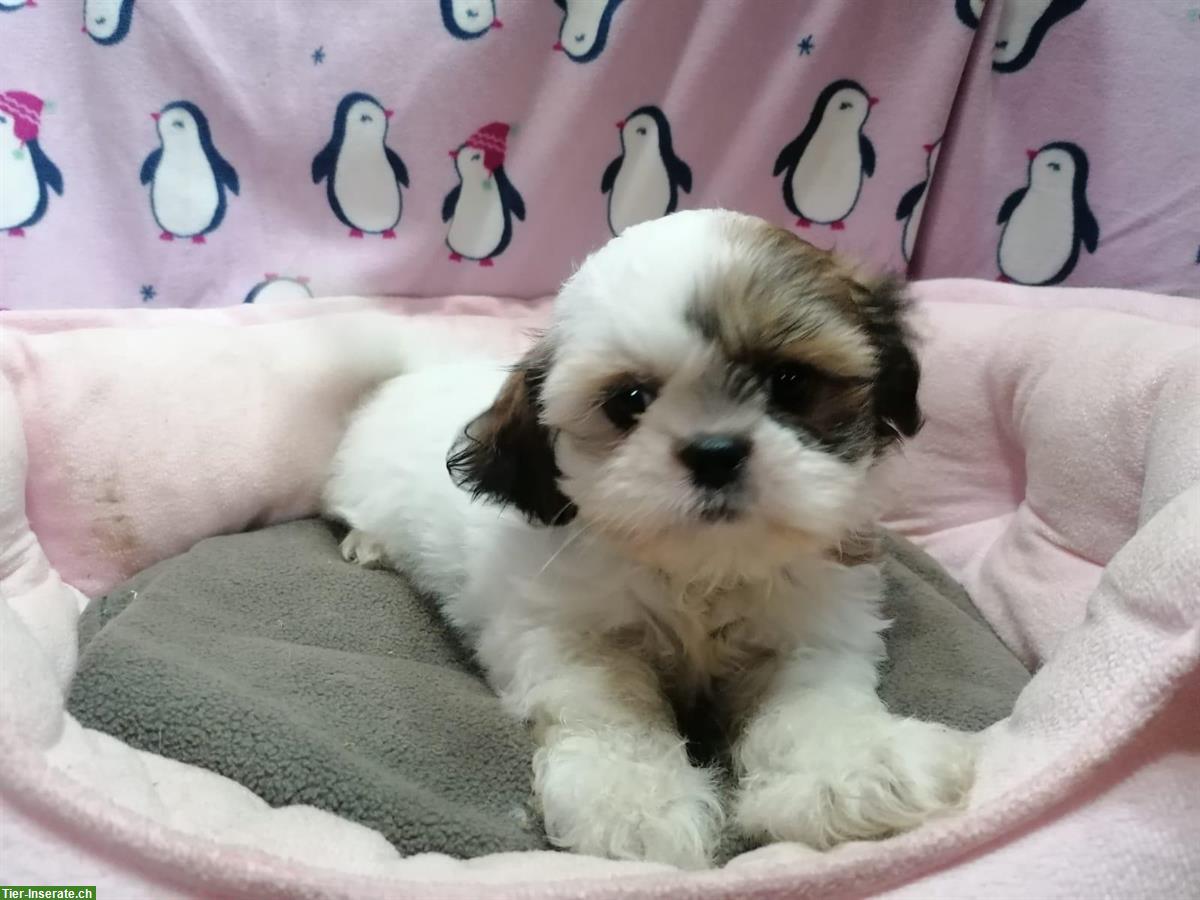 Bild 2: Shih Tzu Welpen aus Familienzucht in Italien