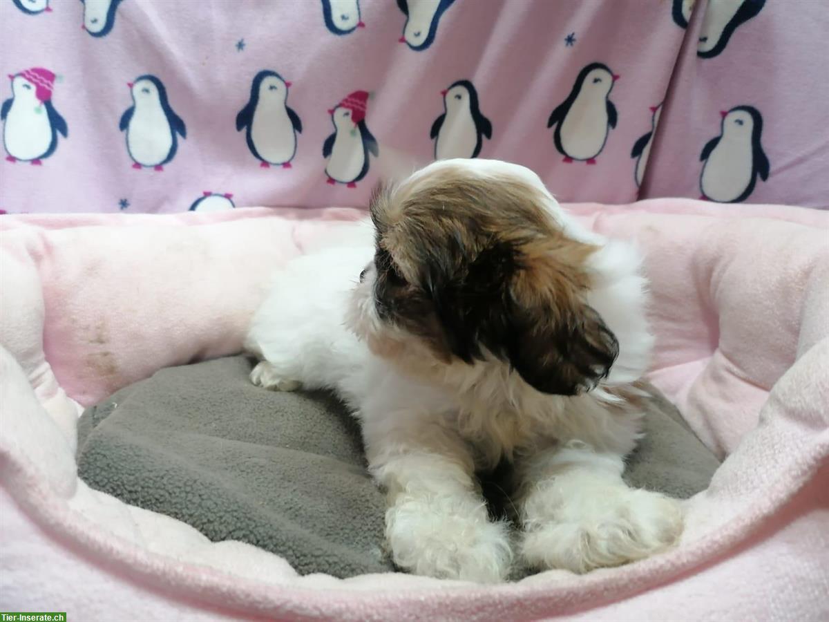 Bild 3: Shih Tzu Welpen aus Familienzucht in Italien