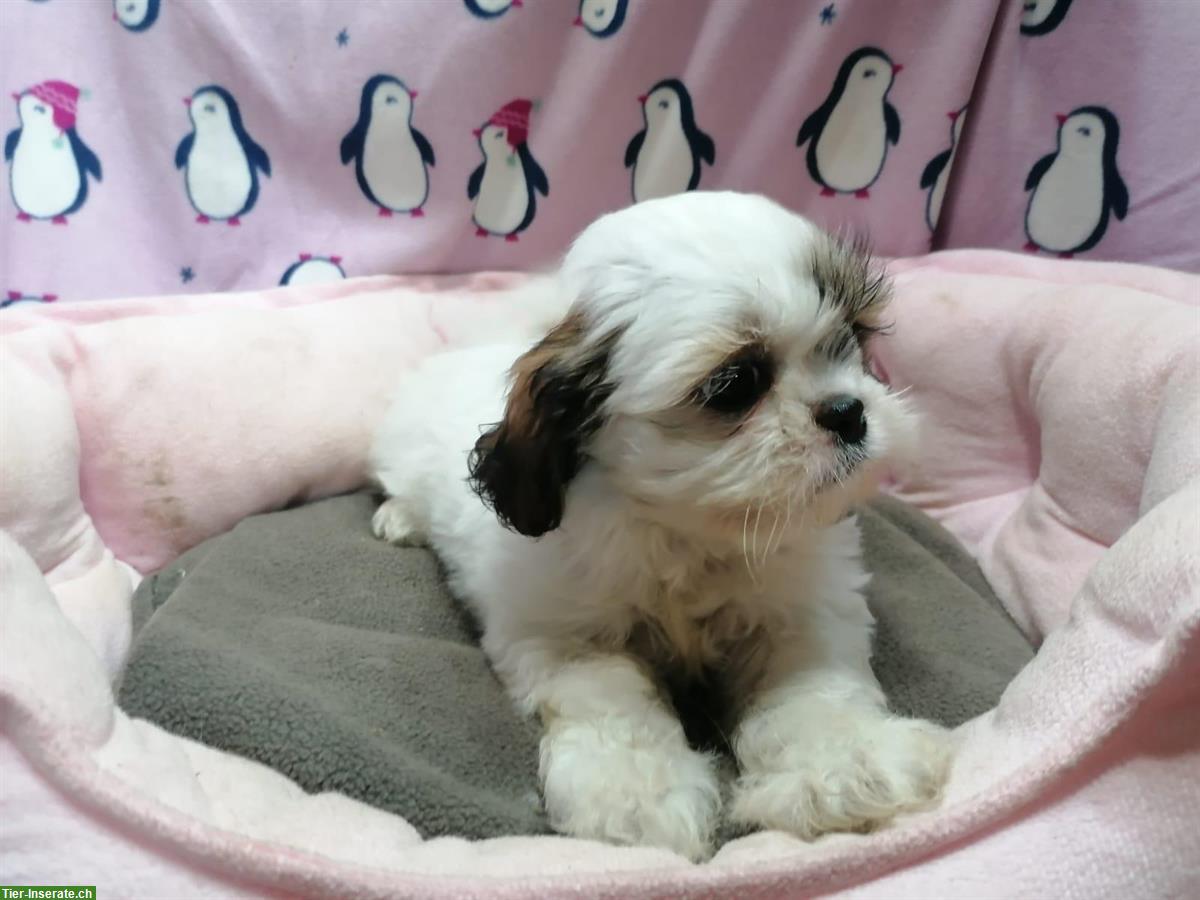 Bild 5: Shih Tzu Welpen aus Familienzucht in Italien