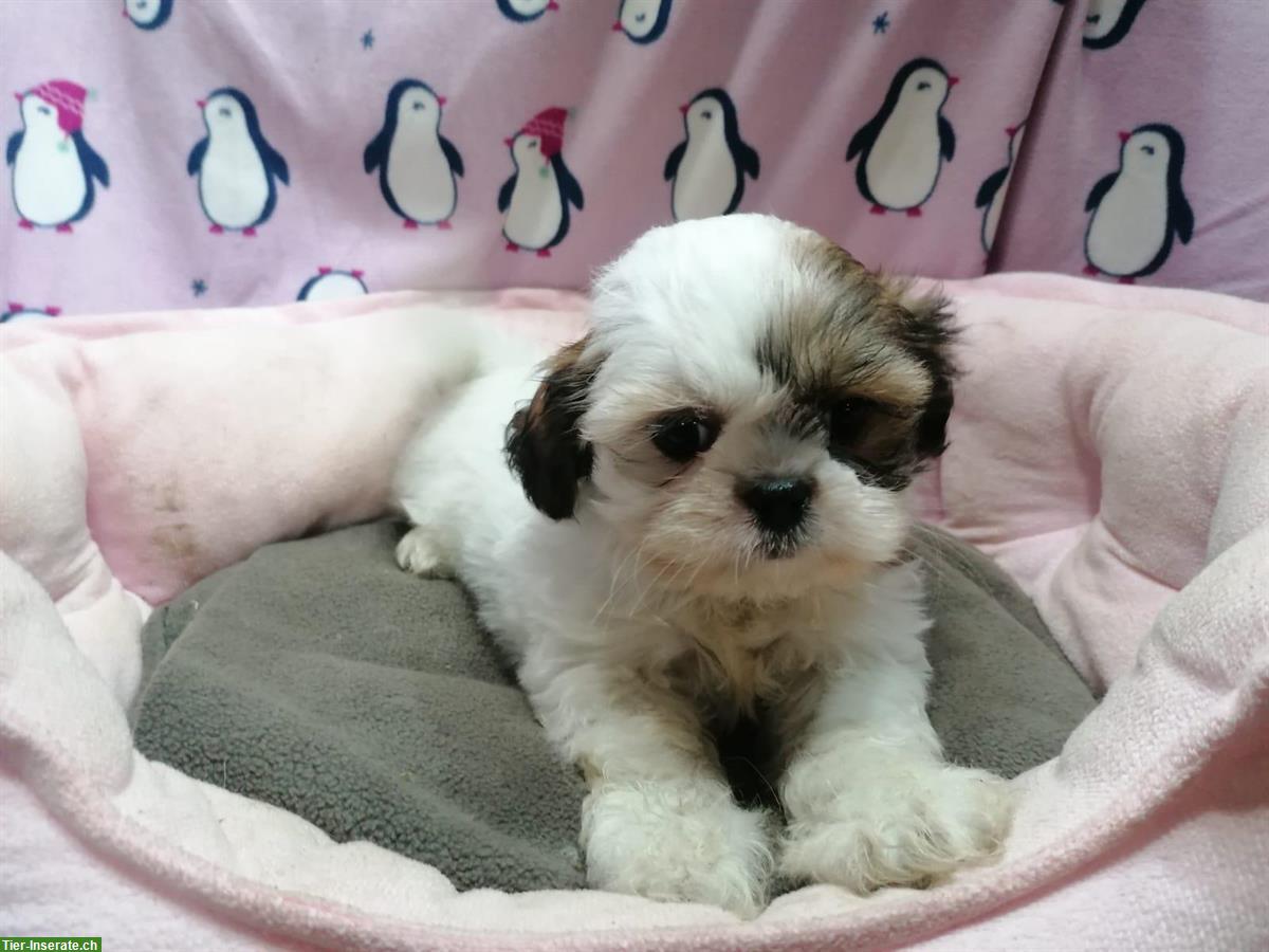 Bild 6: Shih Tzu Welpen aus Familienzucht in Italien