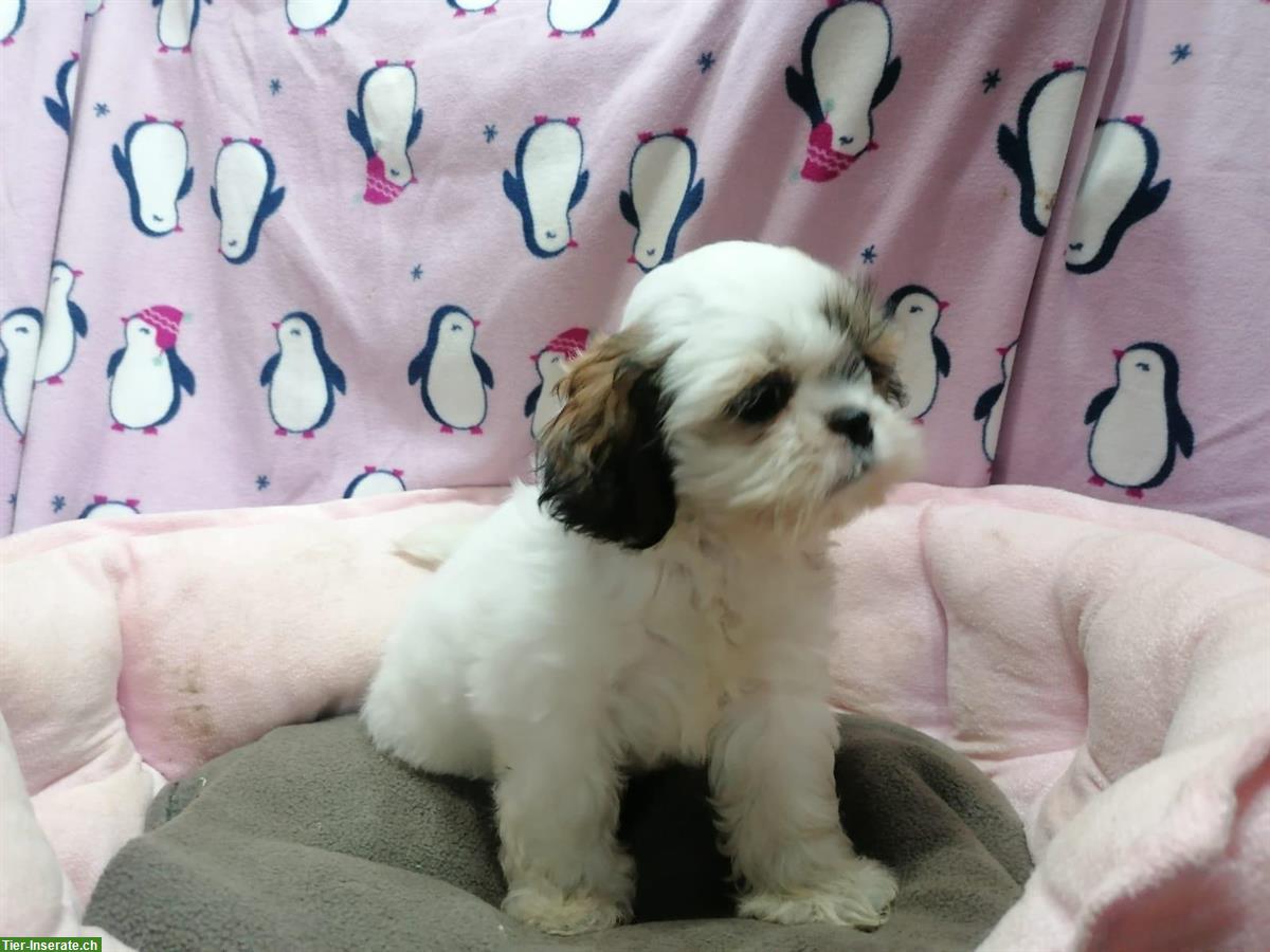 Bild 8: Shih Tzu Welpen aus Familienzucht in Italien