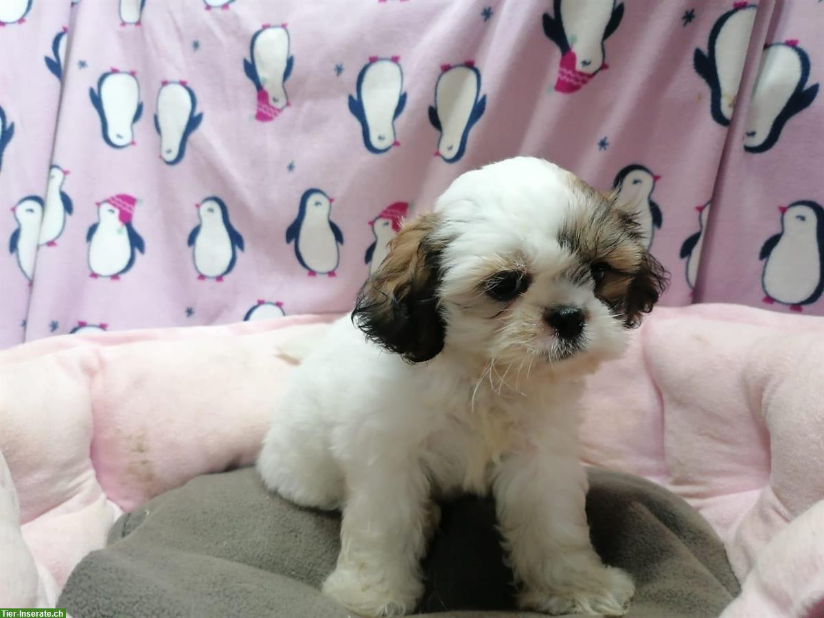 Bild 9: Shih Tzu Welpen aus Familienzucht in Italien