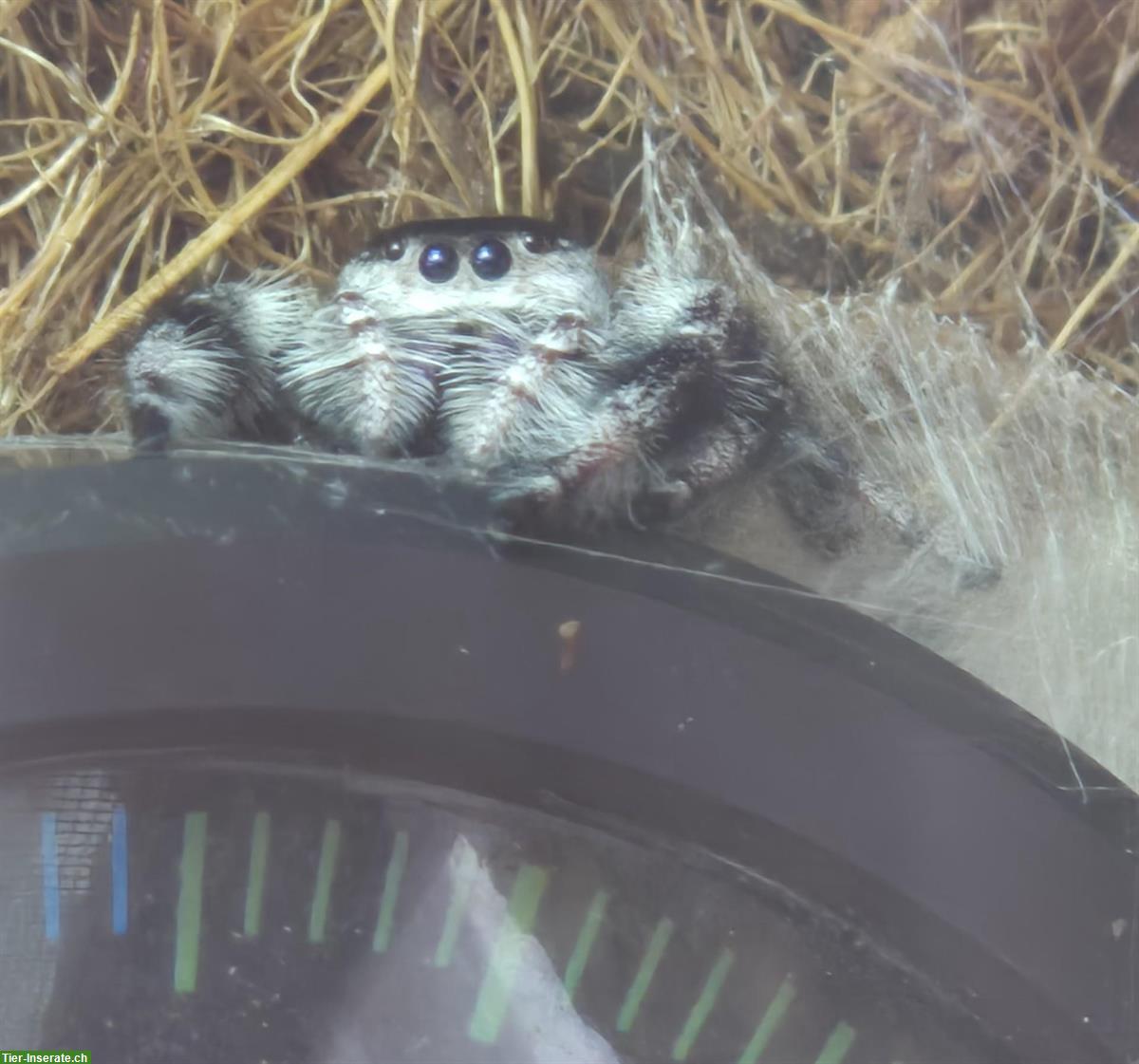 Bild 3: Springspinnen abzugeben, Phidippus Regius Apalachicola