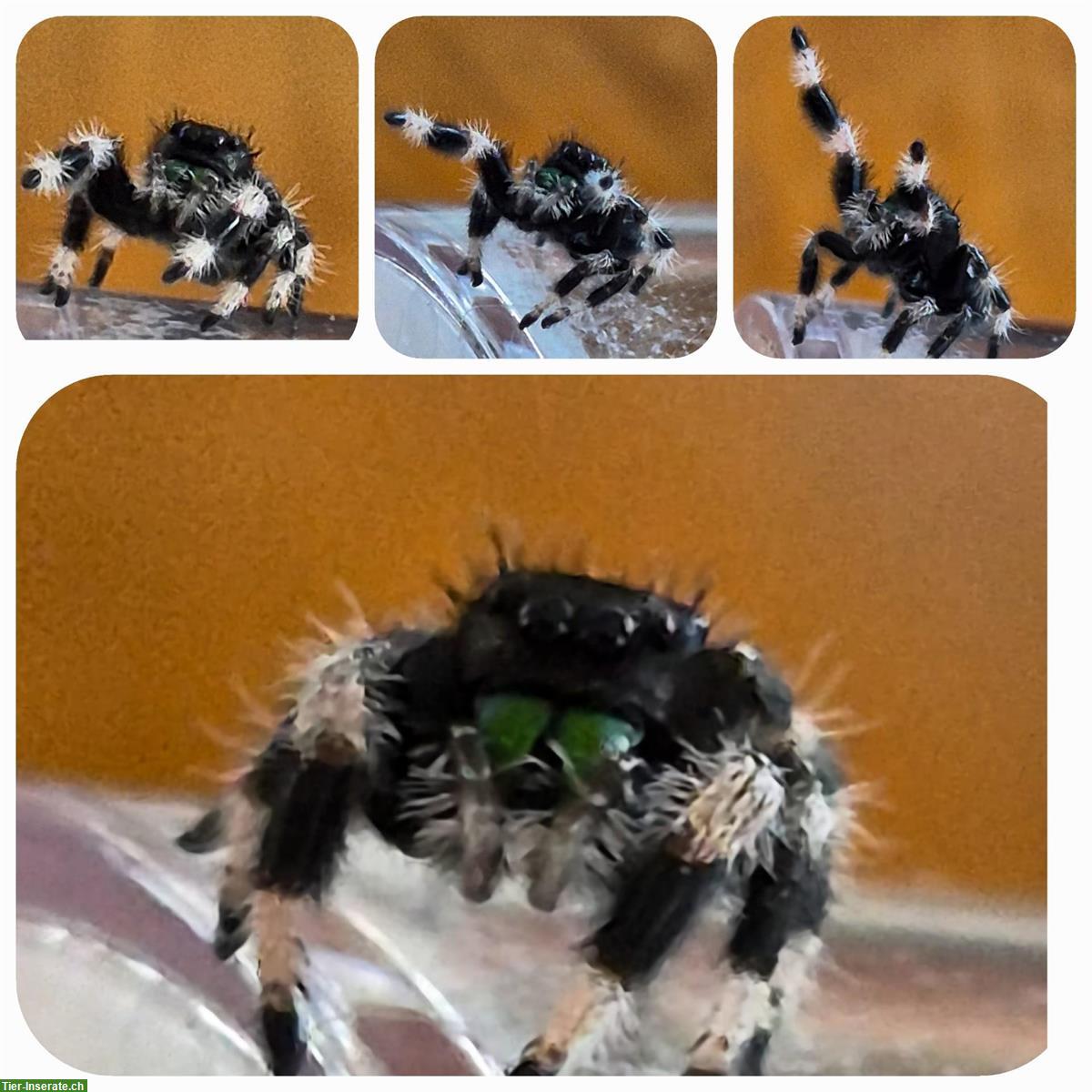 Bild 4: Springspinnen abzugeben, Phidippus Regius Apalachicola