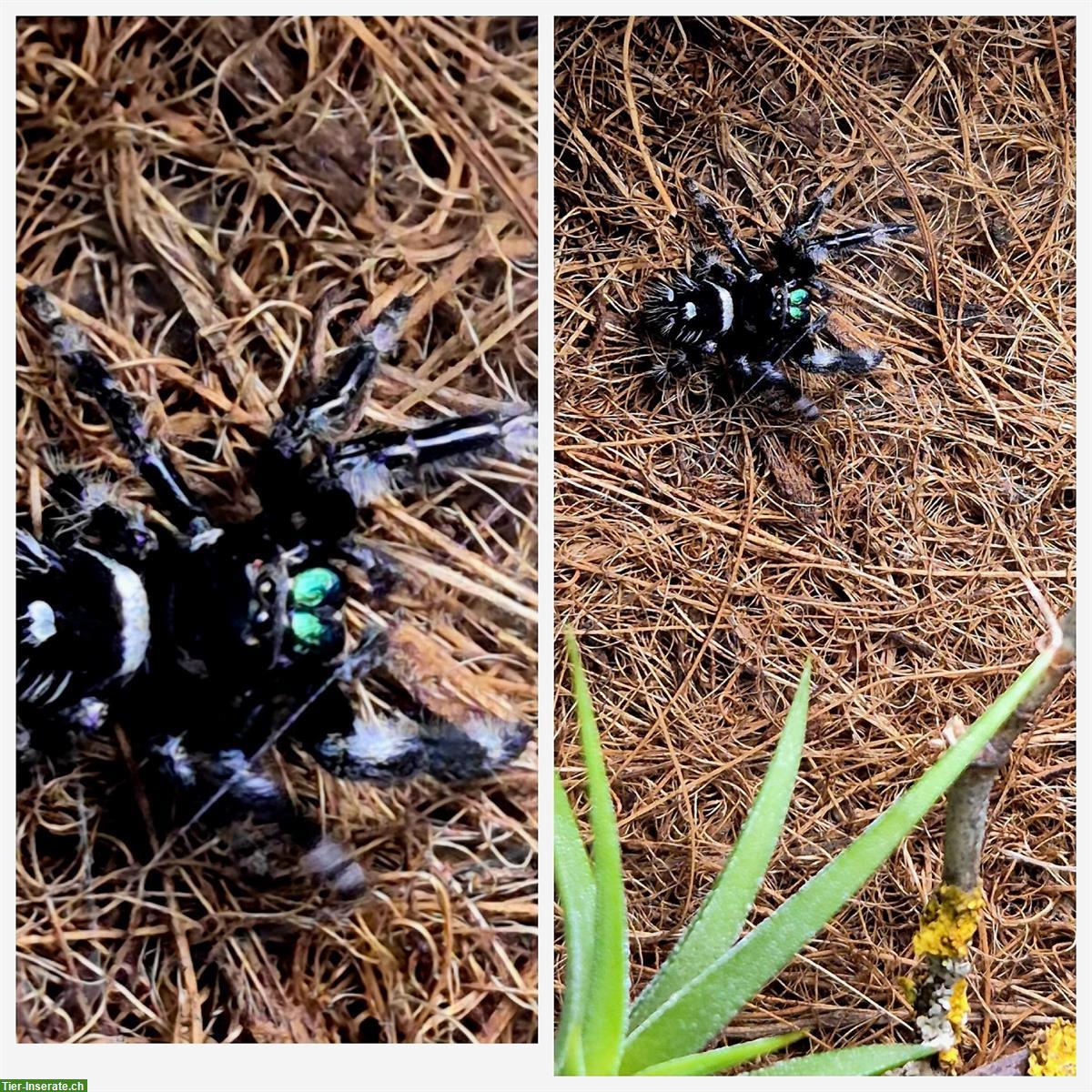 Bild 5: Springspinnen abzugeben, Phidippus Regius Apalachicola