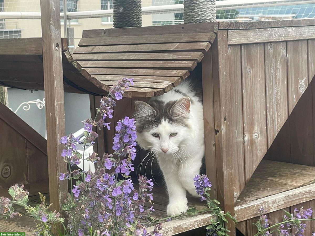 Bild 3: Verschiedene Kitten und Jungtiere suchen ein Zuhause