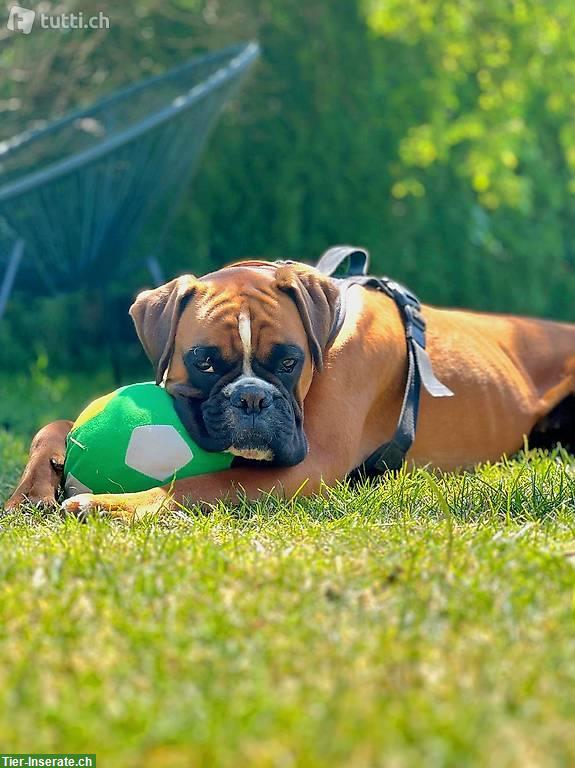 Liebevolle Boxer Hündin sucht neues Zuhause