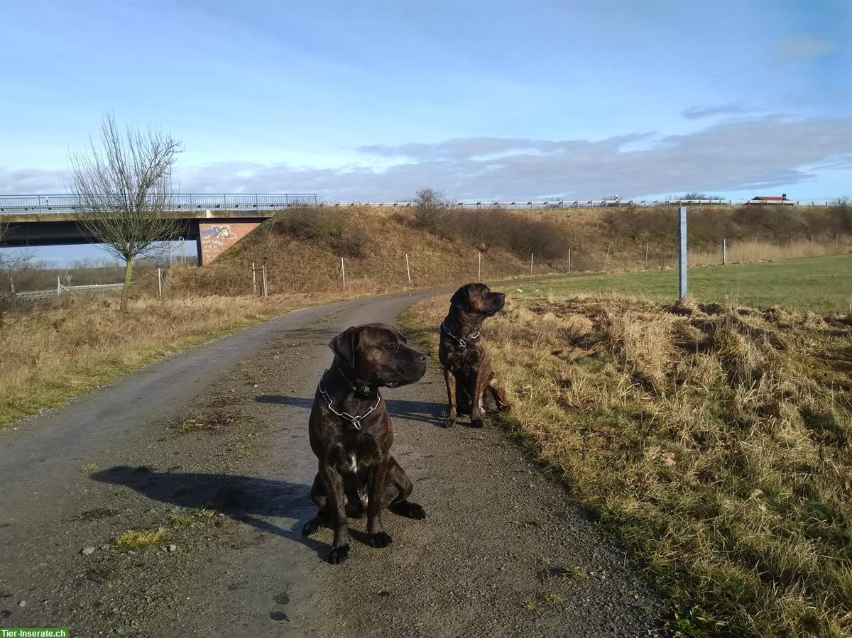 American Bandog/Bandogge Jungrüde zu verkaufen