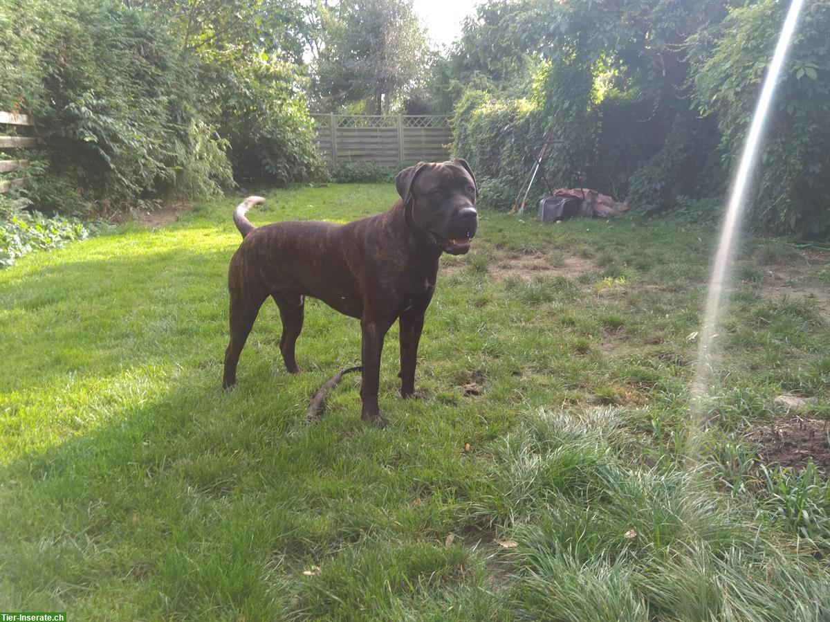 Bild 2: American Bandog/Bandogge Jungrüde zu verkaufen