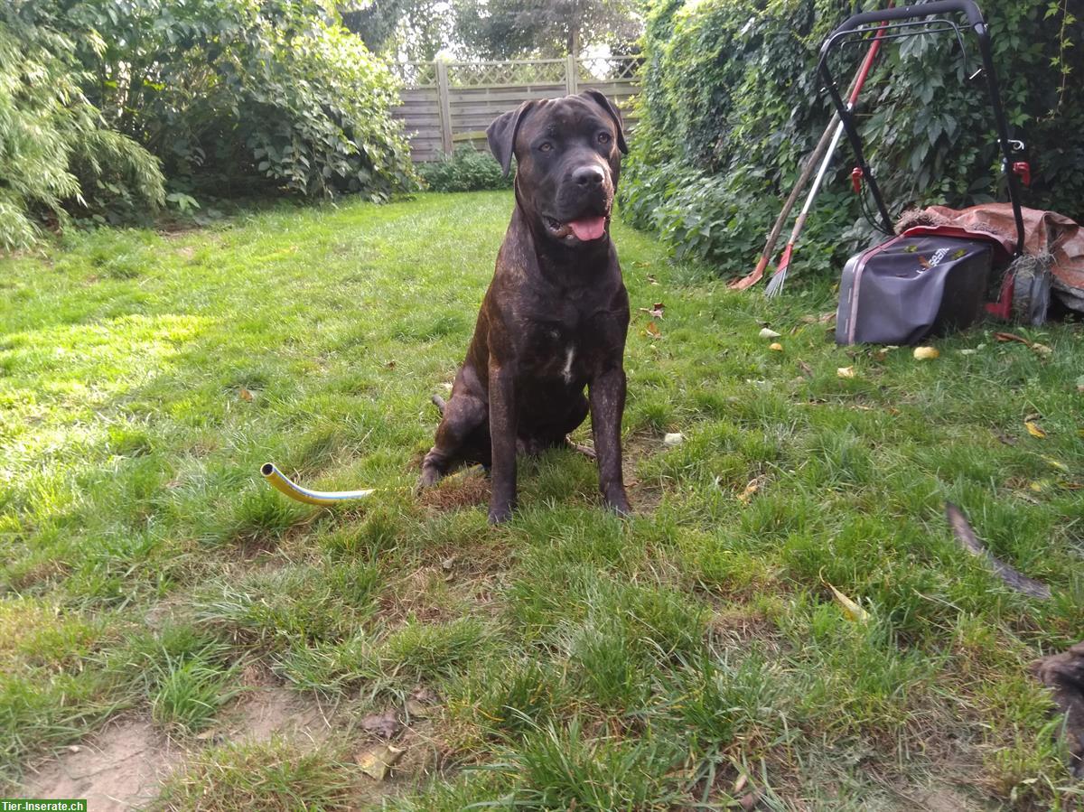 Bild 4: American Bandog/Bandogge Jungrüde zu verkaufen