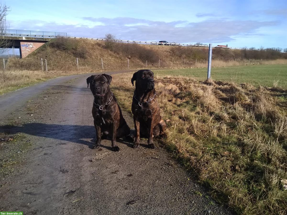 Bild 5: American Bandog/Bandogge Jungrüde zu verkaufen