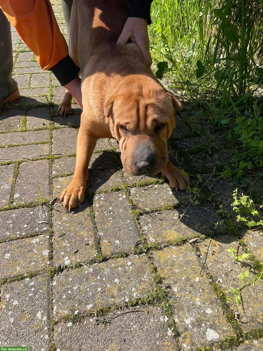 Bild 3: 2 Shar-Pei Hündinnen im Canile