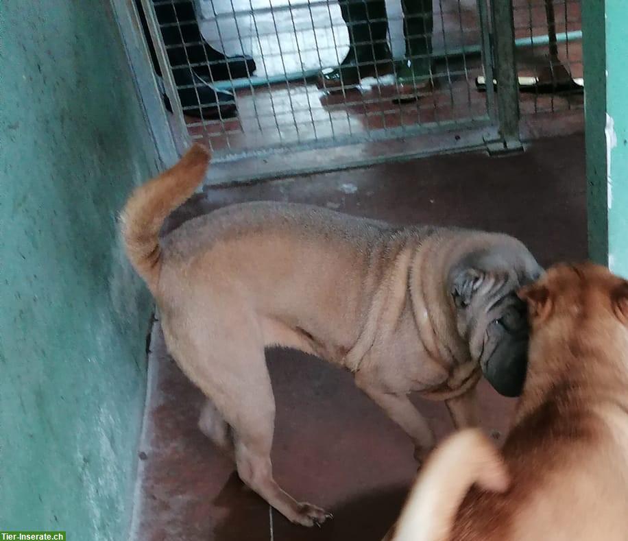 Bild 6: 2 Shar-Pei Hündinnen im Canile