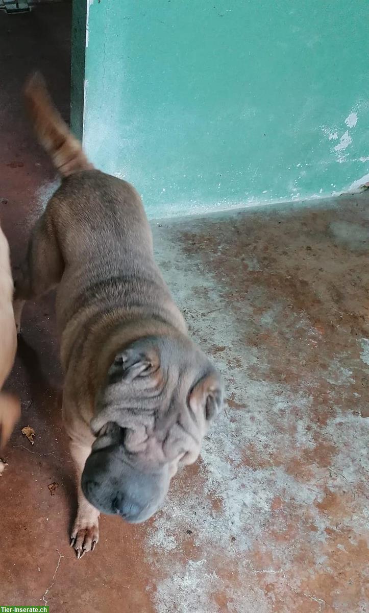 Bild 8: 2 Shar-Pei Hündinnen im Canile