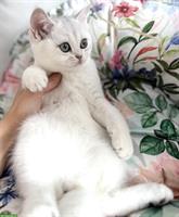 Reinrassige Britisch Kurzhaar Kitten zu verkaufen
