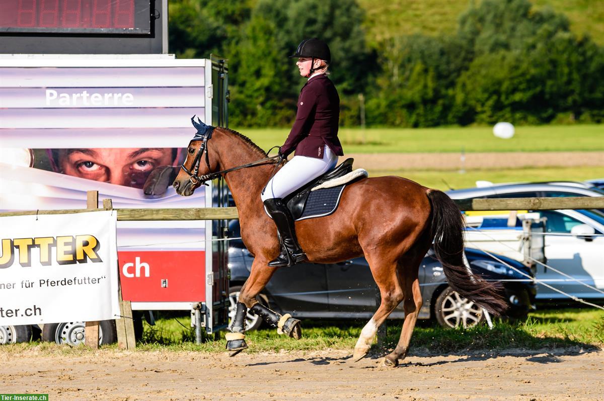 Bild 2: Suche dein Pferd für coole Ritte und lernreiche Stunden