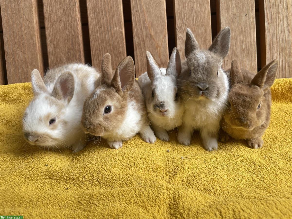 Junge Zwergkaninchen - Farbenzwerge & Rexzwergkaninchen