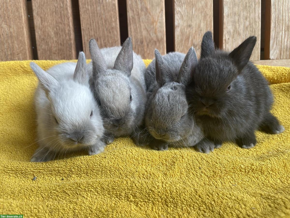 Bild 2: Junge Zwergkaninchen - Farbenzwerge & Rexzwergkaninchen