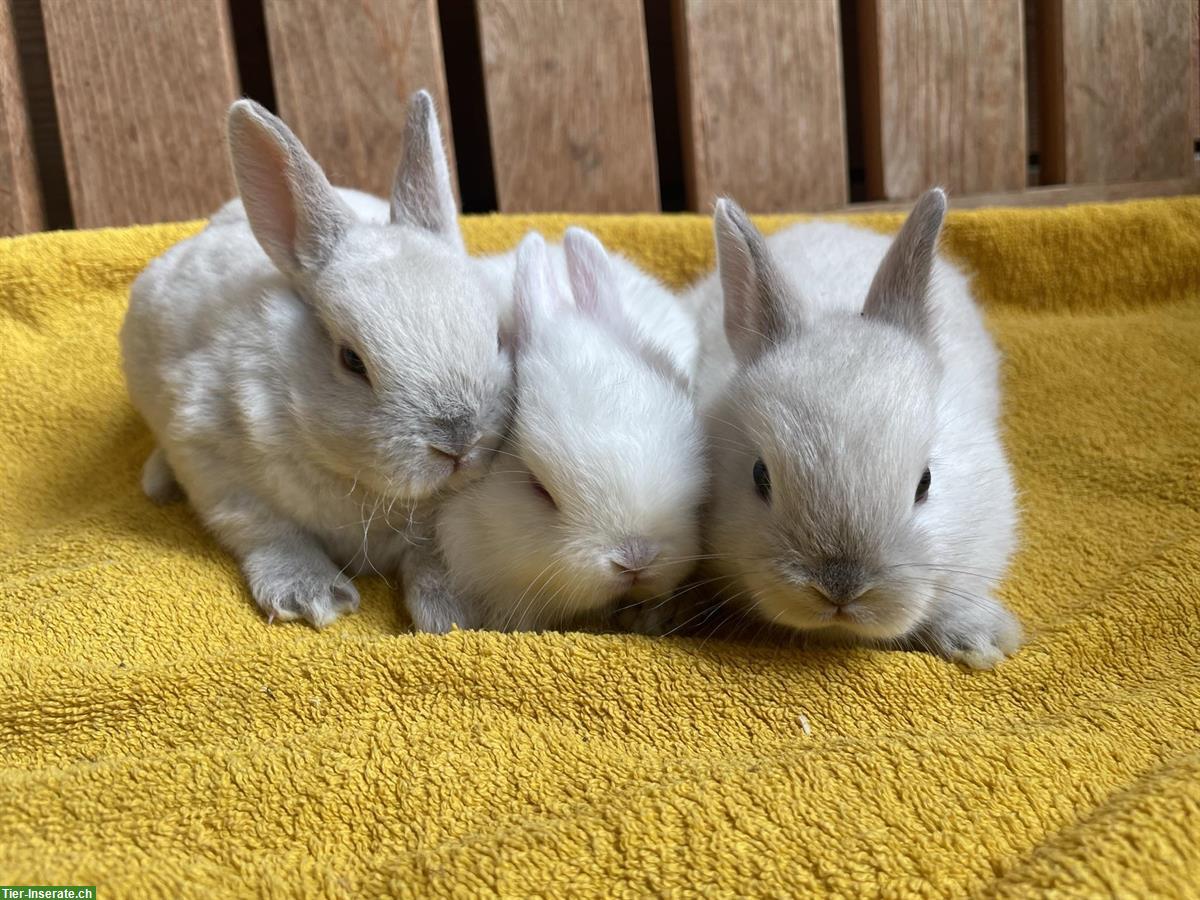 Bild 3: Junge Zwergkaninchen - Farbenzwerge & Rexzwergkaninchen