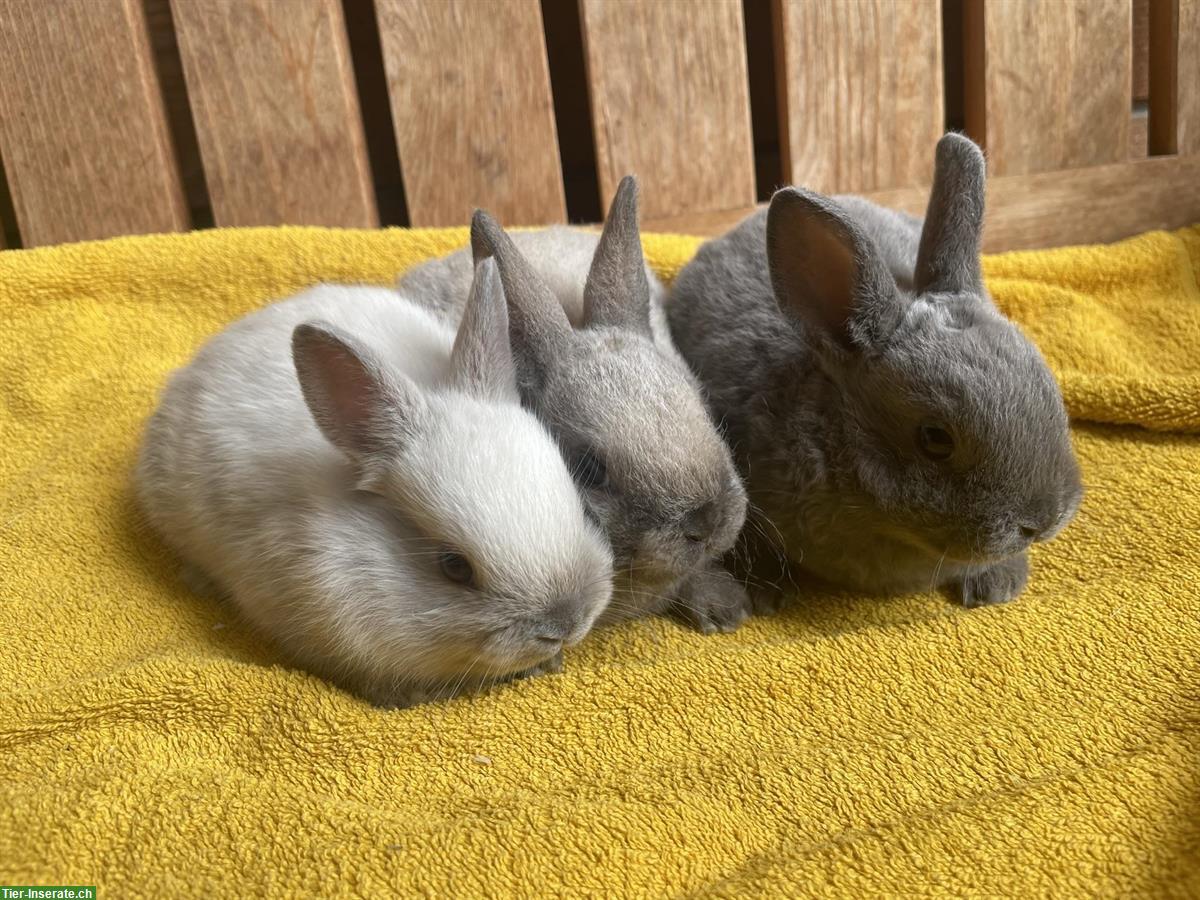 Bild 5: Junge Zwergkaninchen - Farbenzwerge & Rexzwergkaninchen