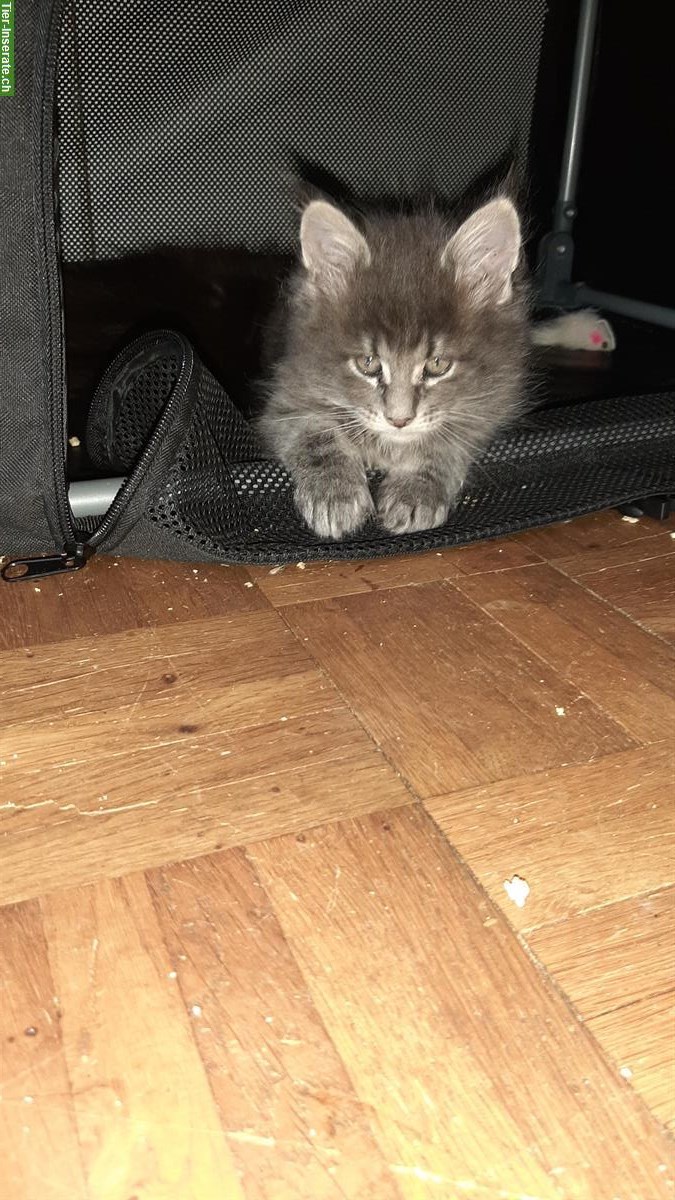 Bild 3: Maine Coon Kitten mit Stammbaum suchen Zuhause