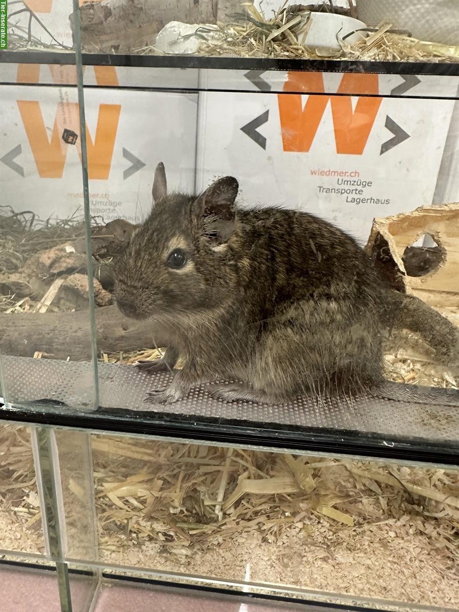 2 Degu Weibchen suchen ein neues Zuhause