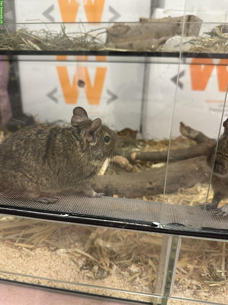 Bild 2: 2 Degu Weibchen suchen ein neues Zuhause