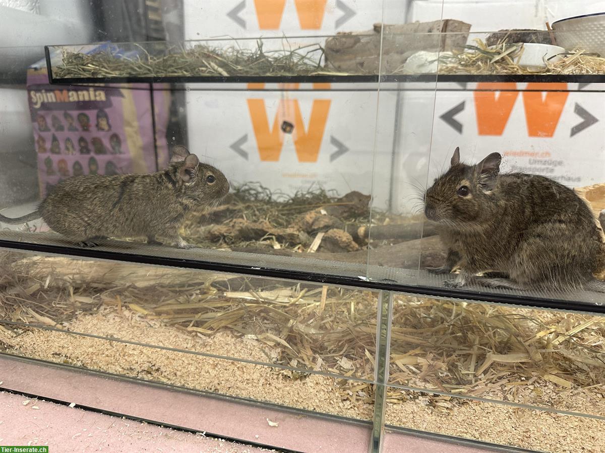 Bild 3: 2 Degu Weibchen suchen ein neues Zuhause