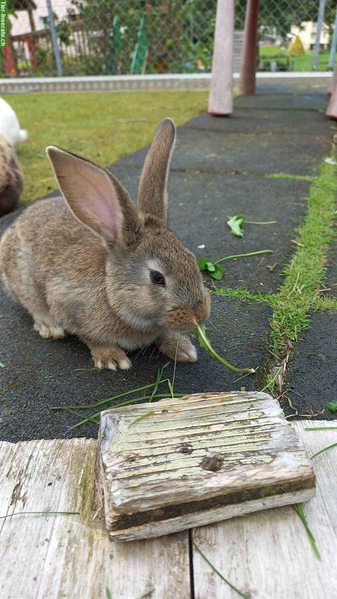 2 junge, zahme Kaninchen Böckli  zu verkaufen