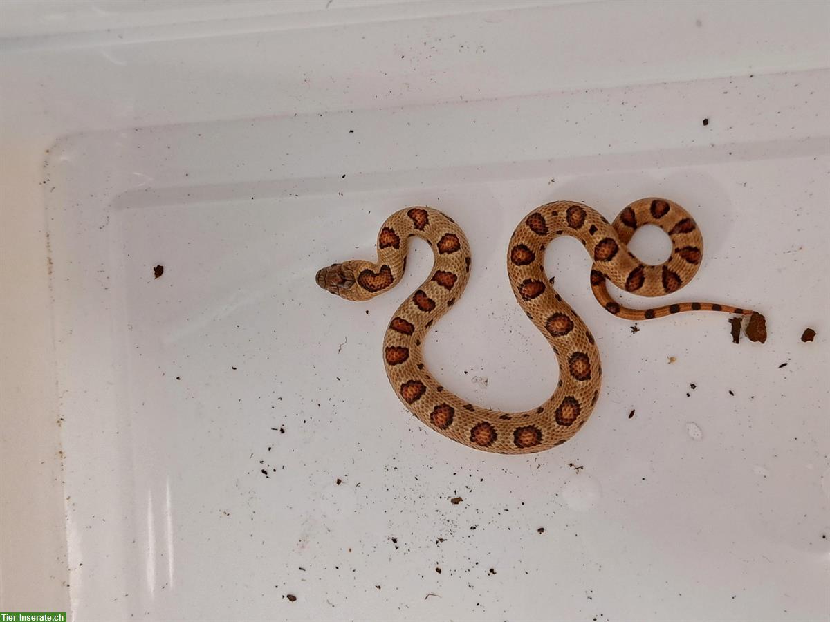 Bild 3: Lampropeltis leonis Nachzucht zu verkaufen