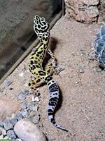 Leopardengeckos weiblich zu verkaufen