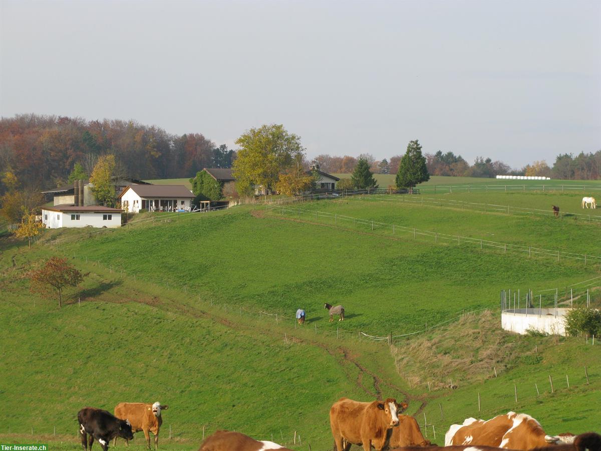 Pferdeauslaufboxen zu vermieten im Oberbaselbiet