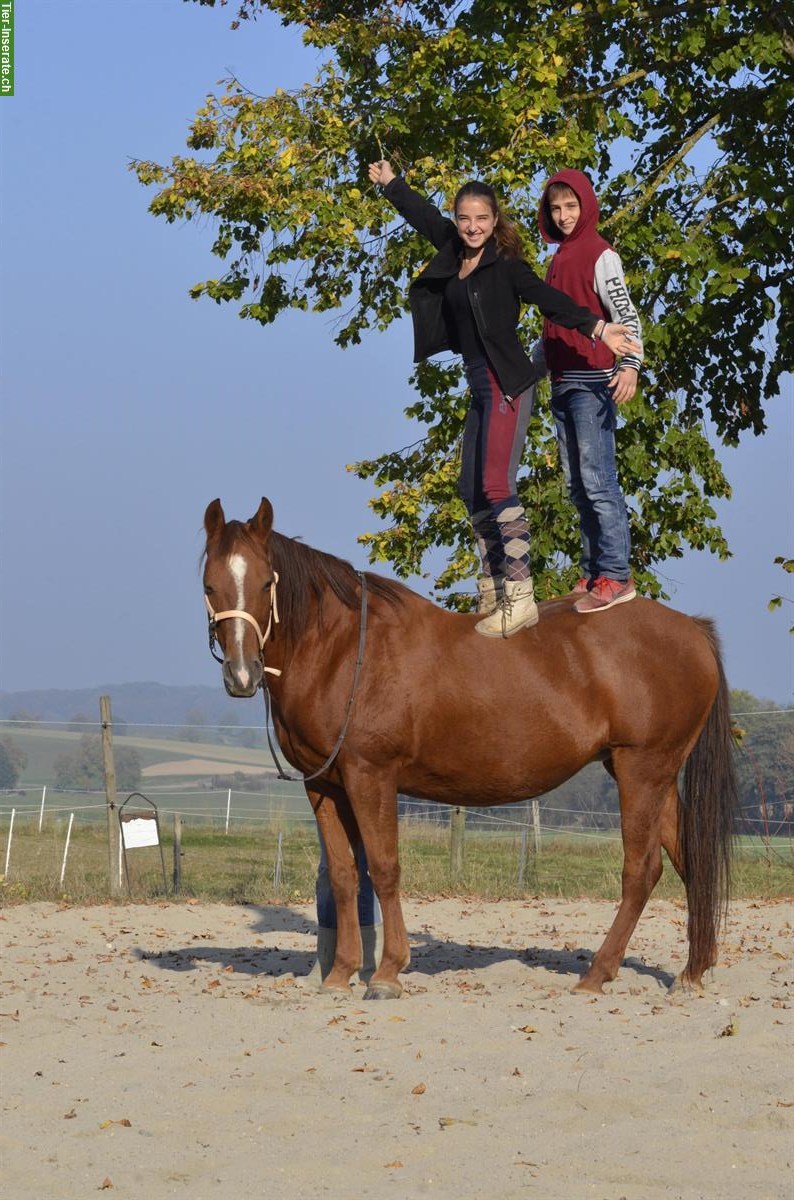 Bild 2: Tiere erleben - für Kinder in 4494 Oltingen BL