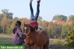 Bild 3: Tiere erleben - für Kinder in 4494 Oltingen BL