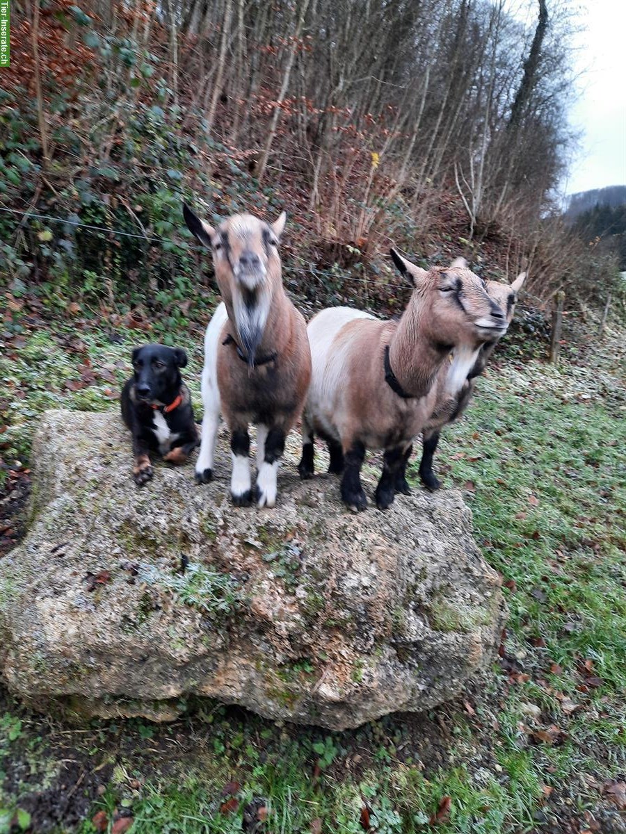 Bild 4: Tiere erleben - für Kinder in 4494 Oltingen BL