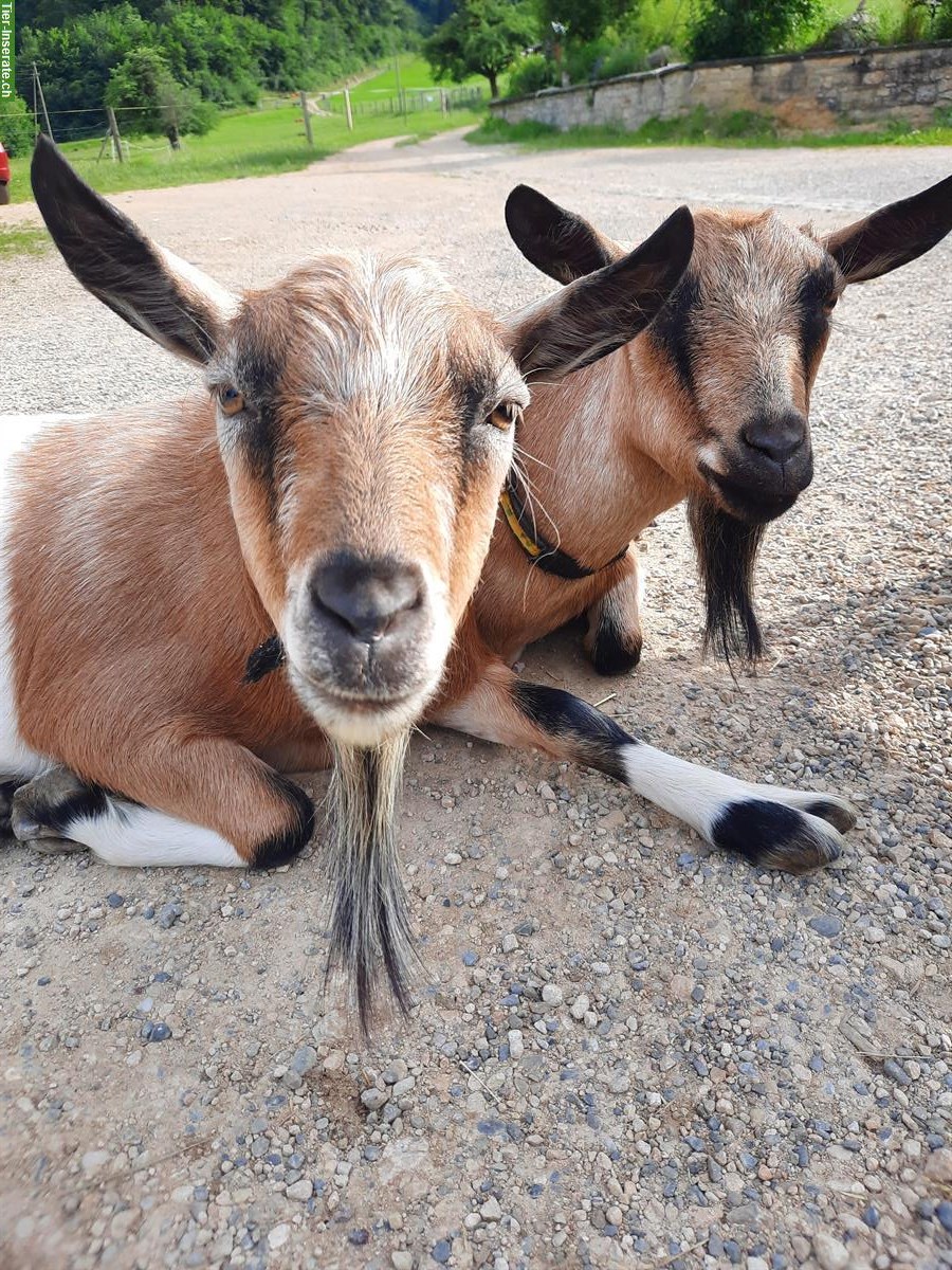 Bild 6: Tiere erleben - für Kinder in 4494 Oltingen BL