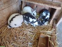 4 männliche Kaninchen zu verkaufen