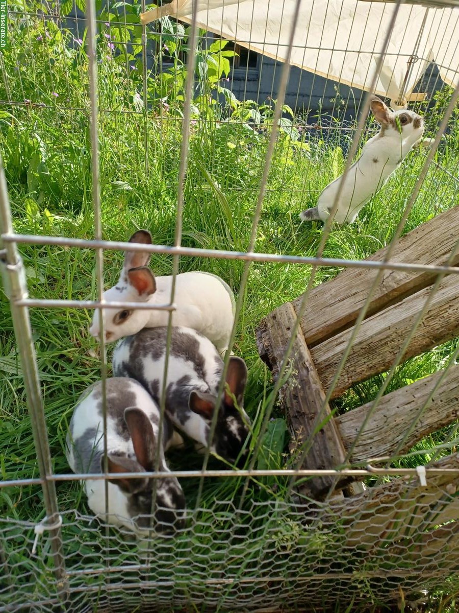 Bild 2: 4 männliche Kaninchen zu verkaufen