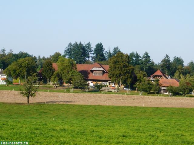 2 Auslaufboxen in Köniz zu vermieten