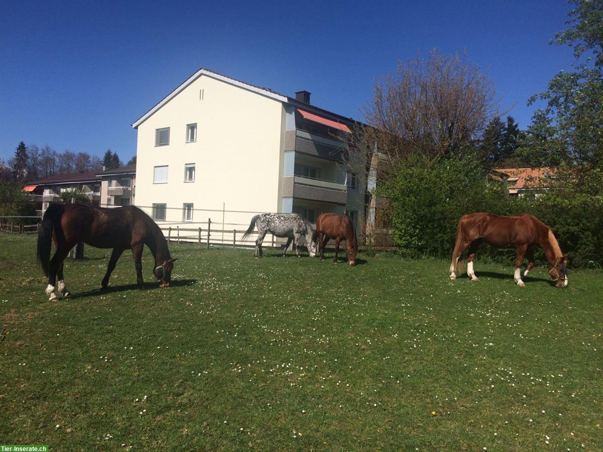 Bild 5: 2 Auslaufboxen in Köniz zu vermieten