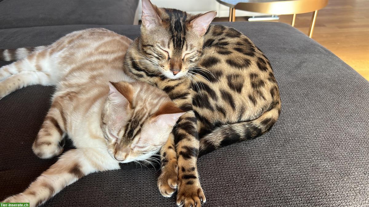 Bild 3: Reinrassige Bengal Katzengeschwister