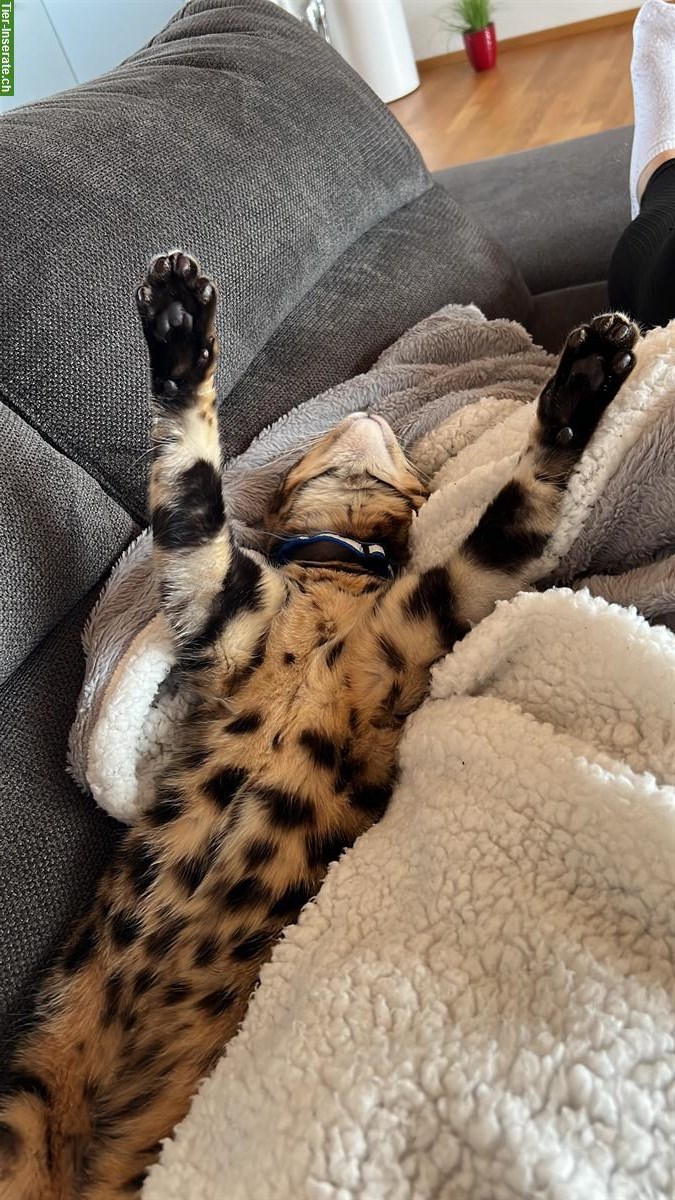 Bild 5: Reinrassige Bengal Katzengeschwister