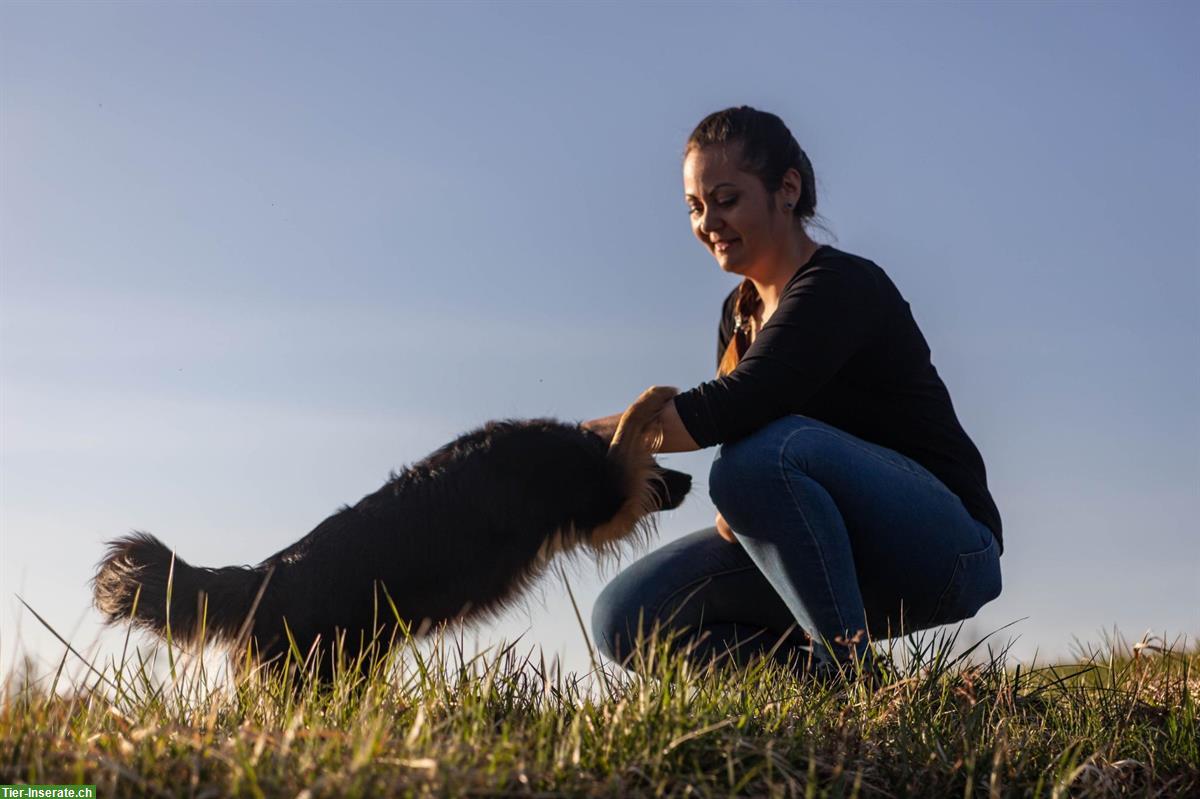 Bild 3: Zertifizierte Problemhundetherapeutin & Hundetrainerin