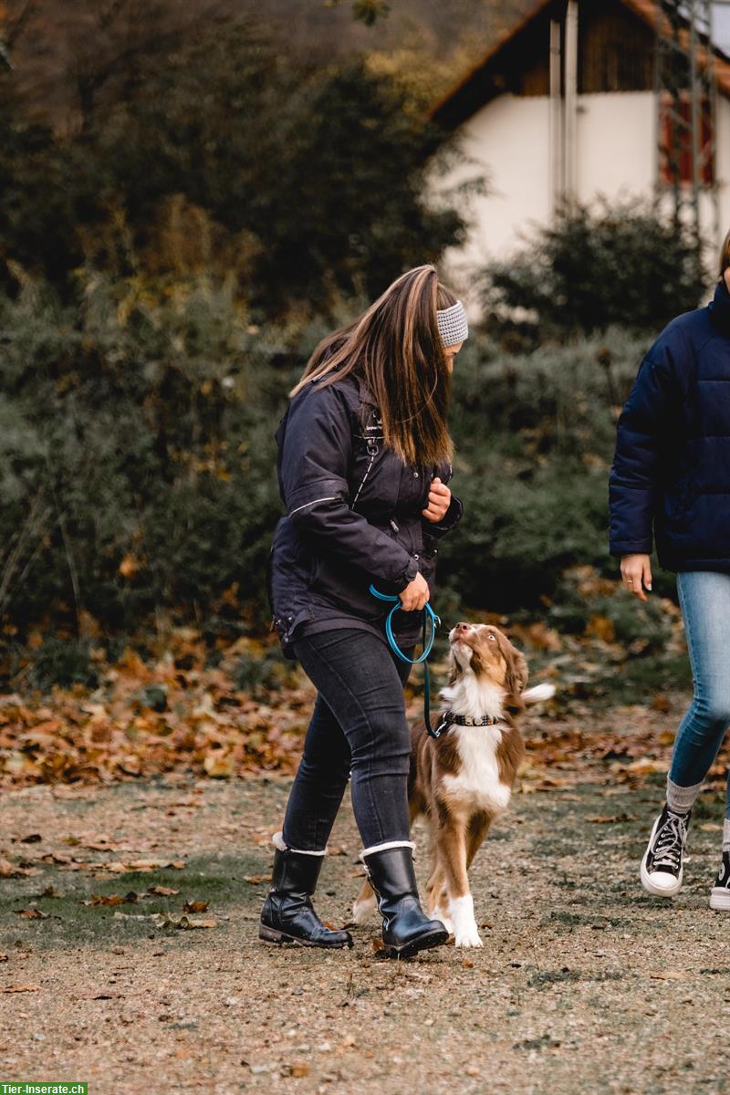 Bild 4: Zertifizierte Problemhundetherapeutin & Hundetrainerin