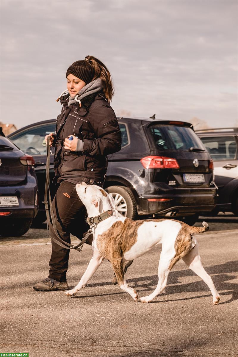 Bild 5: Zertifizierte Problemhundetherapeutin & Hundetrainerin