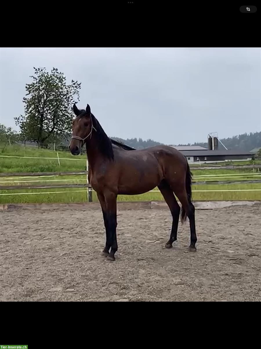 2-jähriger Lusitano Hengst zu verkaufen