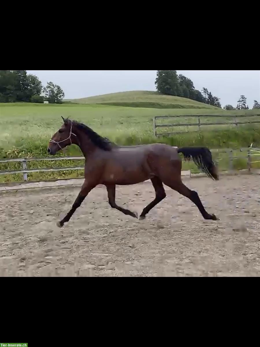 Bild 2: 2-jähriger Lusitano Hengst zu verkaufen