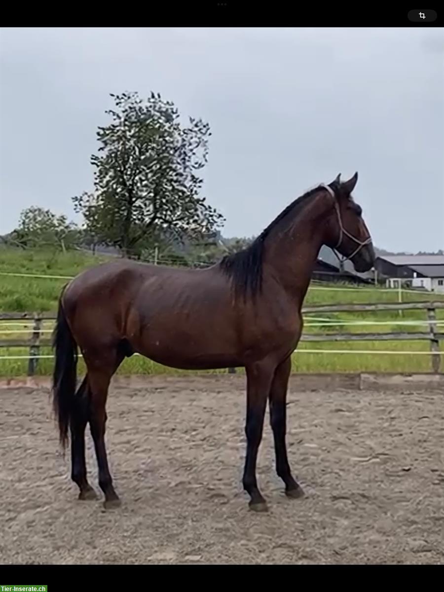 Bild 3: 2-jähriger Lusitano Hengst zu verkaufen