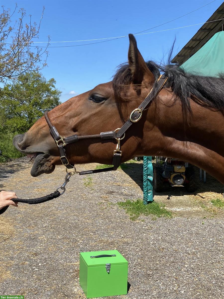 Bild 5: 2-jähriger Lusitano Hengst zu verkaufen